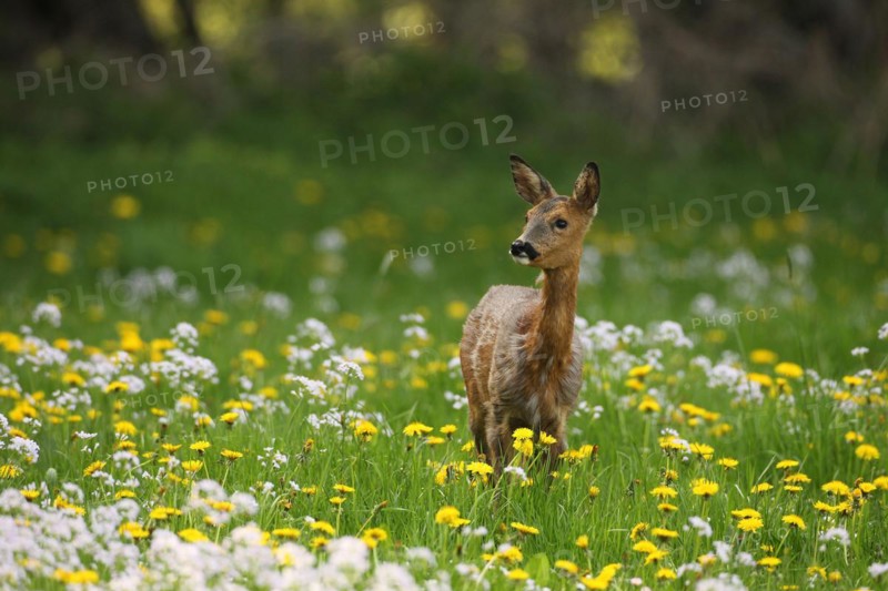 European roe deer