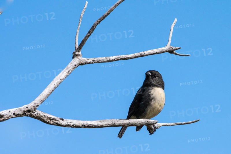 Tomtit