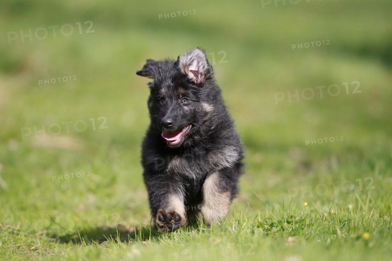 German shepherd domestic dog