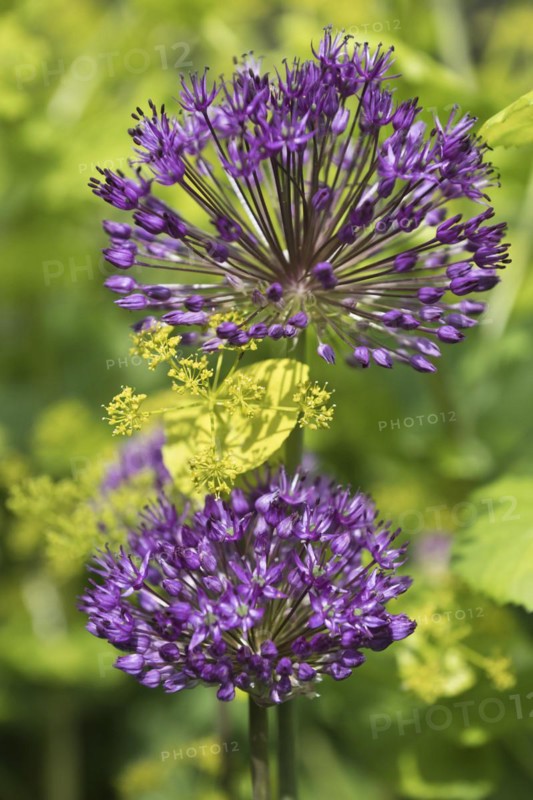 Allium