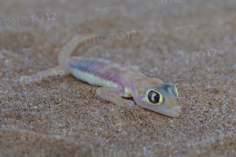 Namib sand gecko
