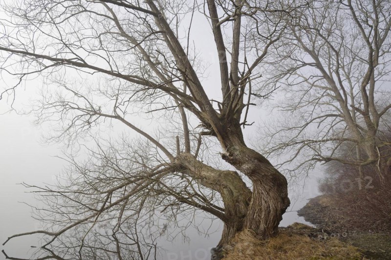Foggy atmosphere at Lake Moehne