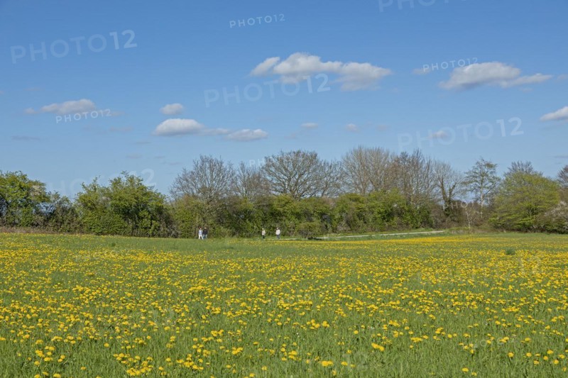 Flower meadow