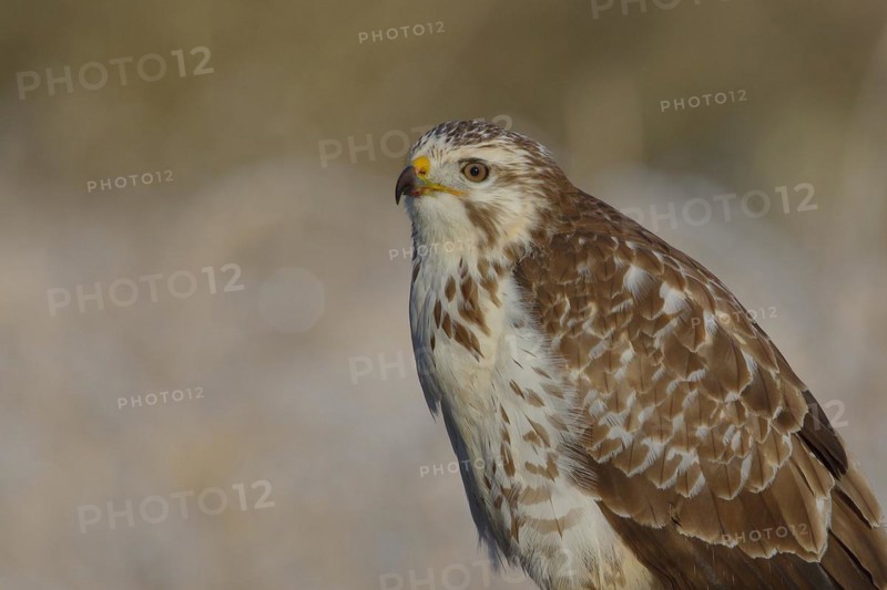 Steppe buzzard