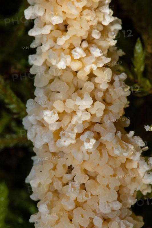 Foam slime mould creamy yellow crusty fruiting body on stalk in front of green moss
