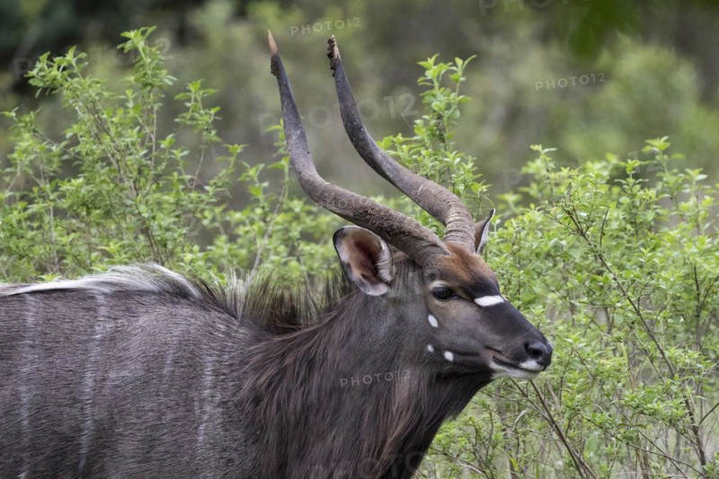 Nyala