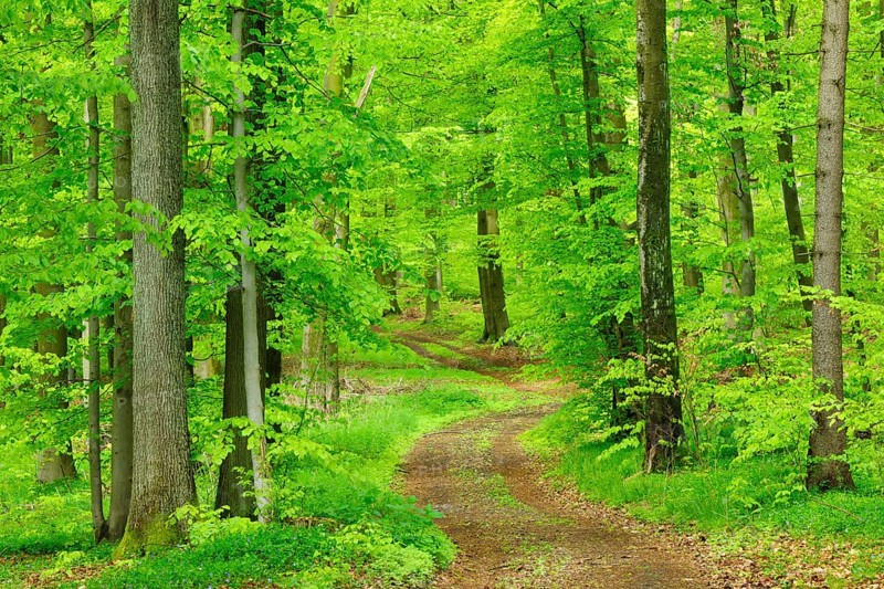 Hiking trail through natural beech forest in spring