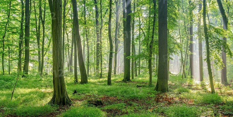 Natural deciduous forest of oaks