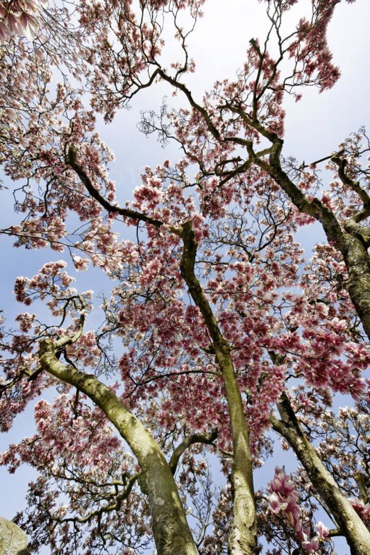 Magnolia
