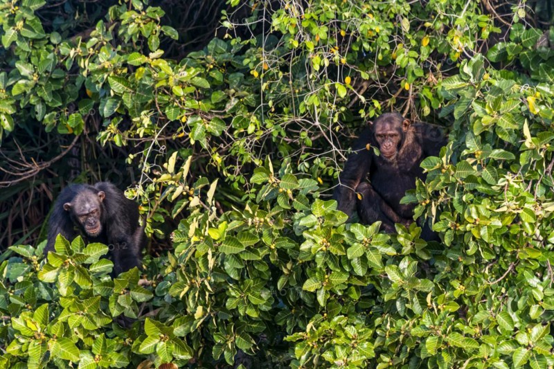 Chimpanzee