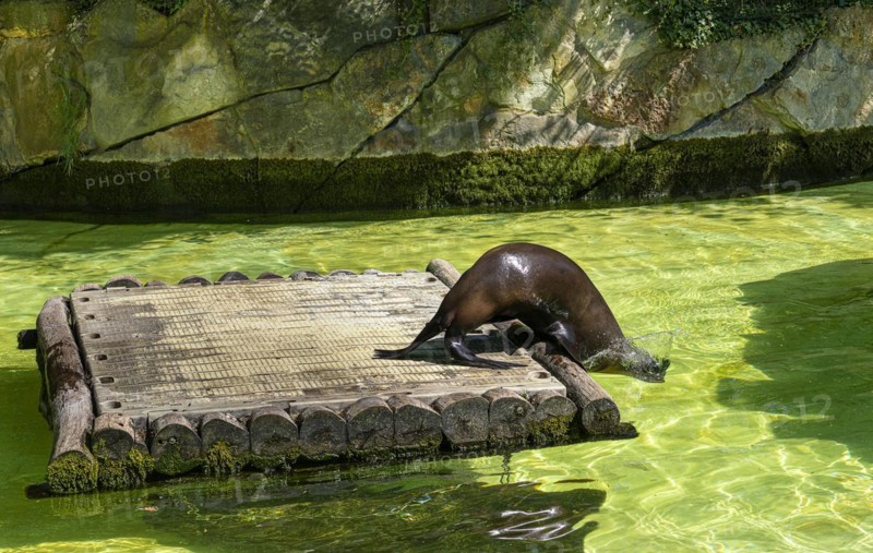 California sea lion
