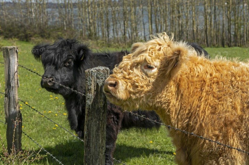 Galloway cattle