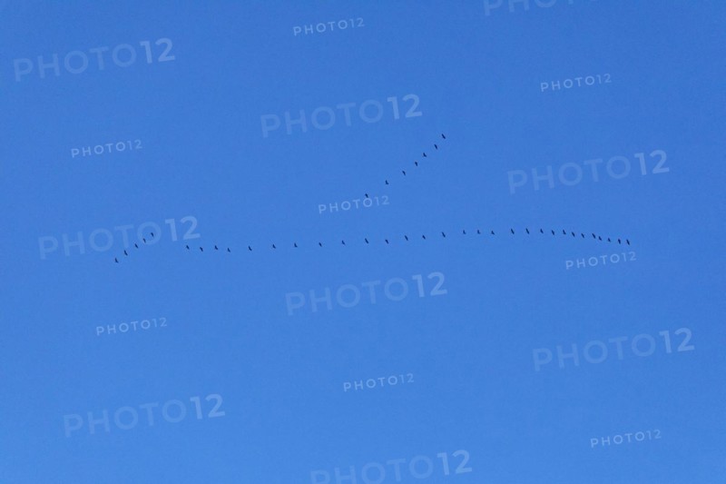 Flock of wild geese in flight
