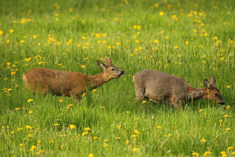 European roe deer