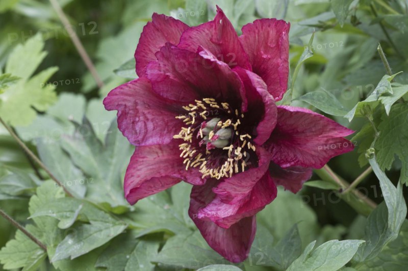 Bush peony