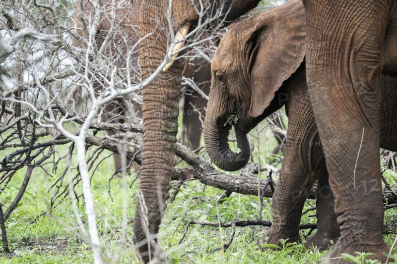 African elephant
