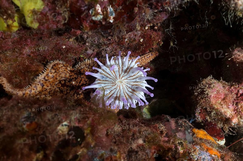 Club-tipped anemone