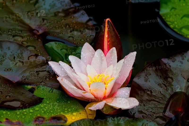 Water lily with raindrops