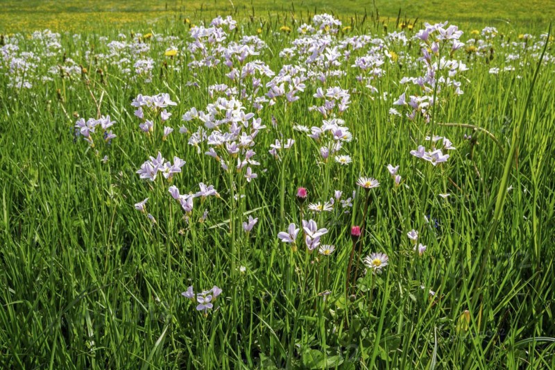 Flowering meadow foamwort