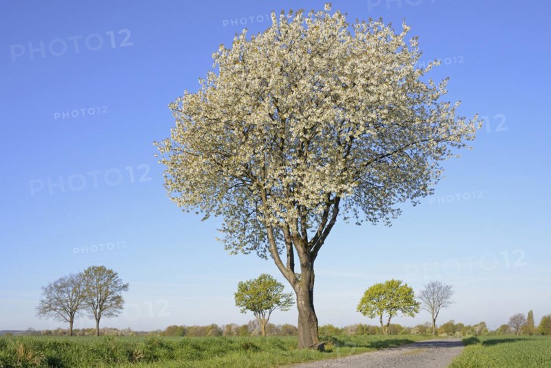 Deciduous trees by a green grain field