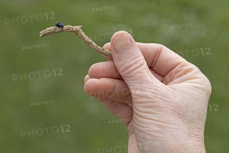Woman holding branch with beetle