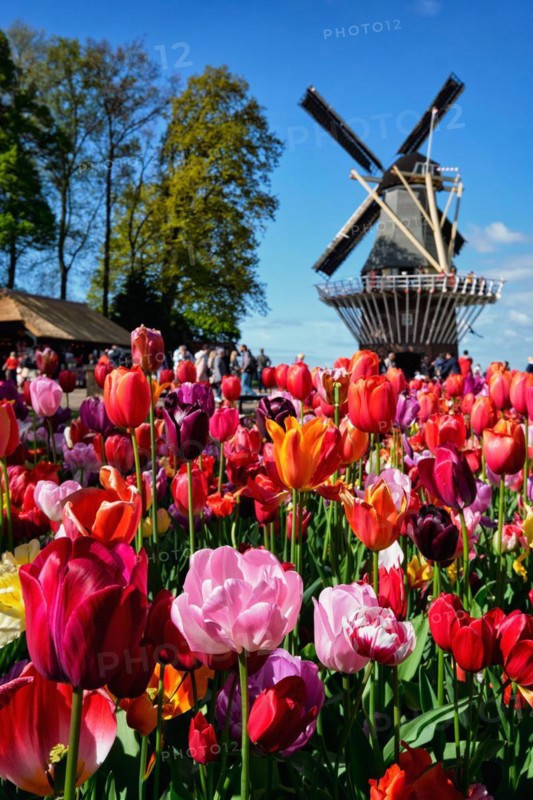 Blooming tulips flowerbed and wind mill in Keukenhof garden
