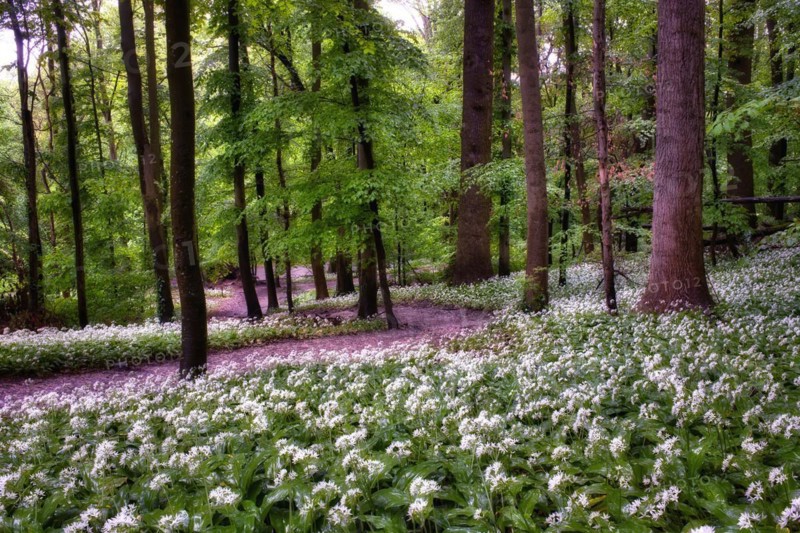 Forest path through flowering ramson