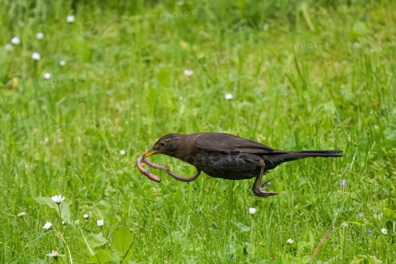 Blackbird