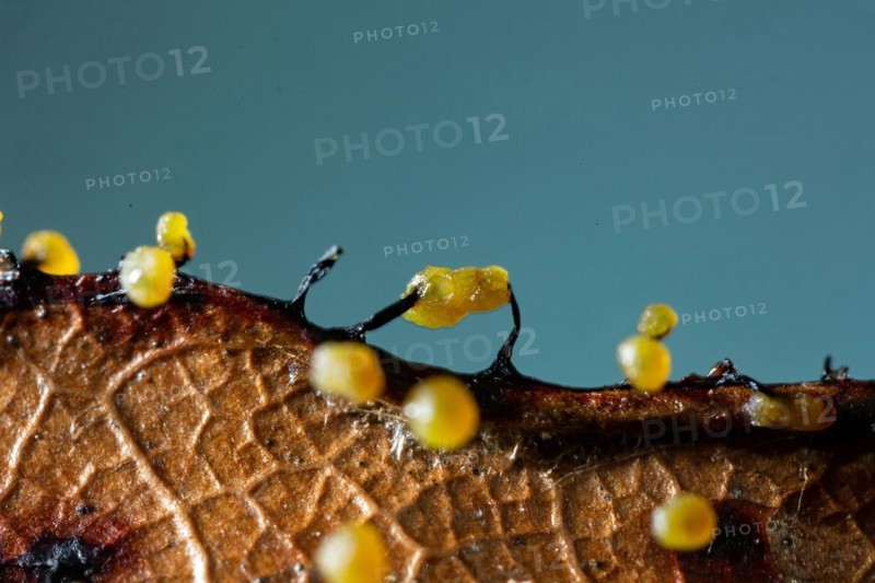 Filamentous fruit slime mould several fruiting bodies next to each other with yellow spherical caps on brown leaf against blue sky