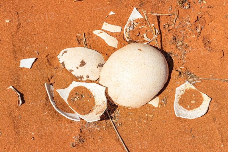 Ostrich egg