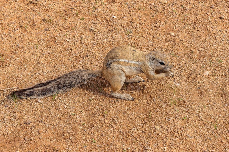 Mountain ground squirrel