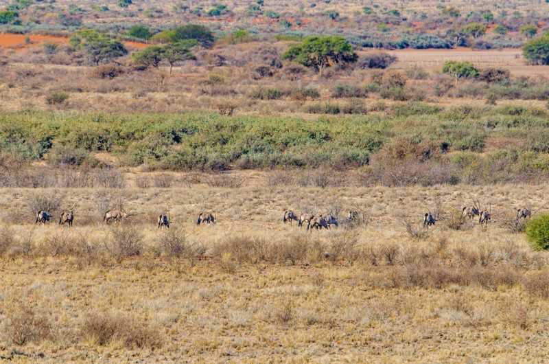 Oryx antelopes