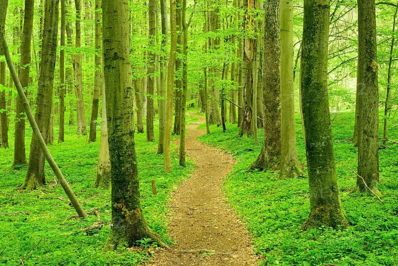 Hiking trail winds through semi-natural beech forest in spring