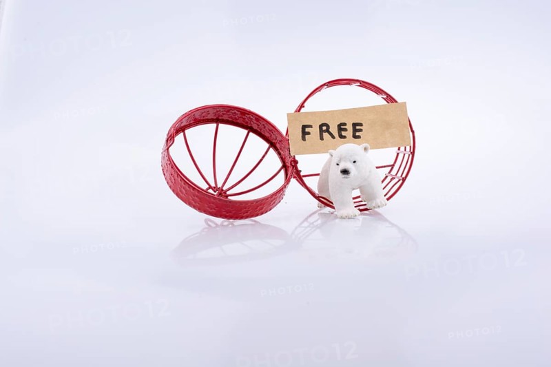 Polar bear cage open to freedom on white background