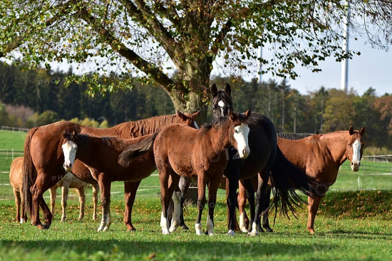 Broodmares and foals of the Western breed American Quarter Horse on pasture