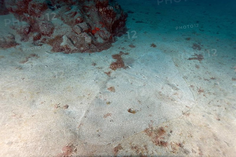 Butterfly ray