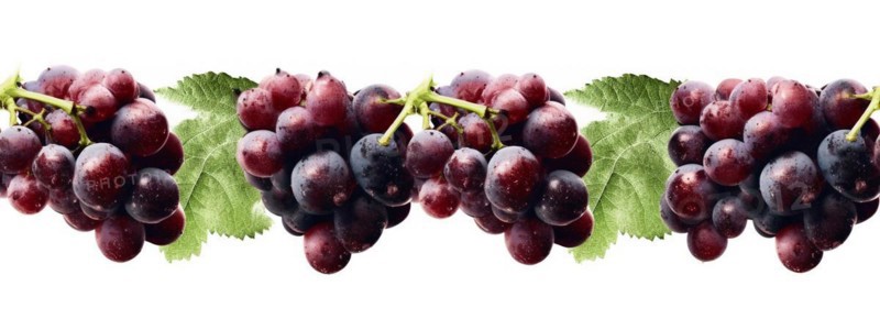 Seamless tileable row of fresh grapes on the vine on a white background