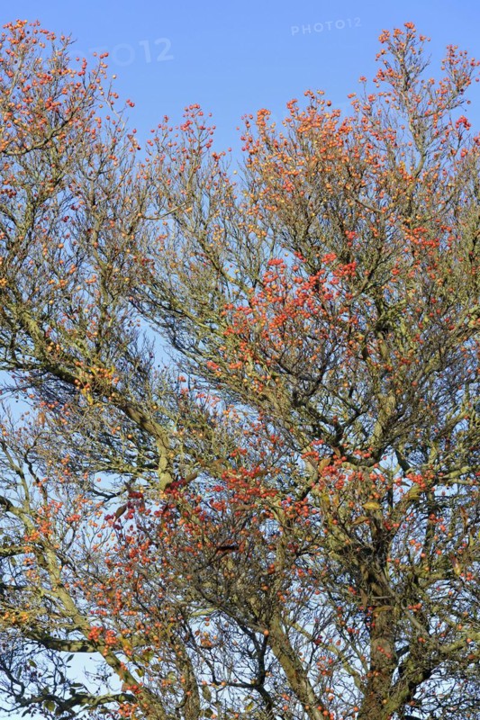 Deciduous tree