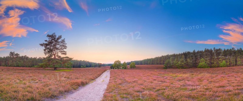 Evening atmosphere of a heath in the southern heath near Hermannsburg