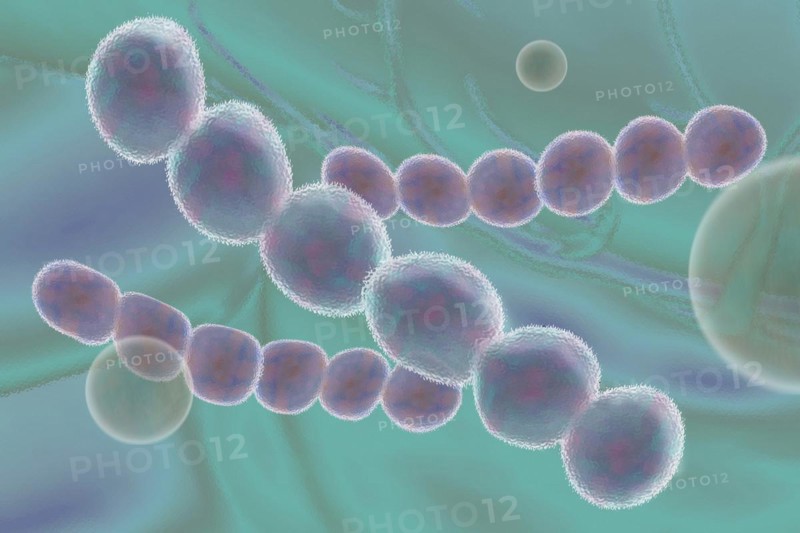 Illustration of streptococci are spherical bacteria that typically arrange themselves in chains or pairs
