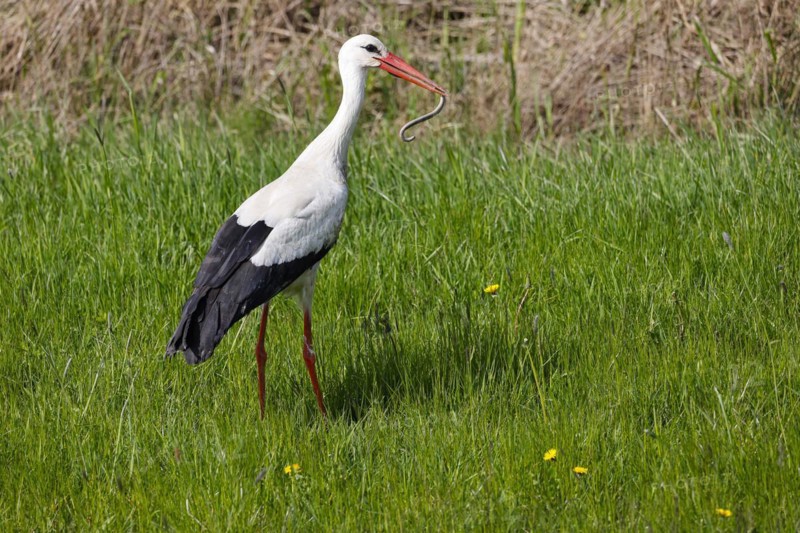 White stork