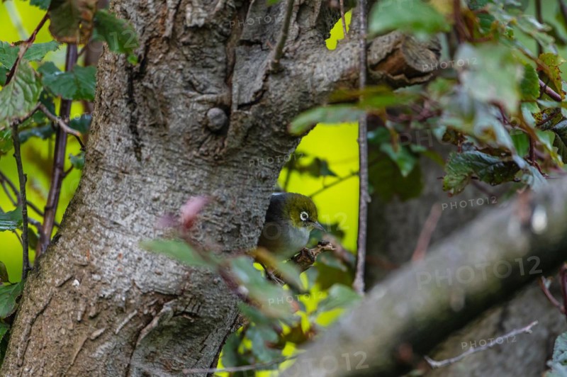 Silvereye