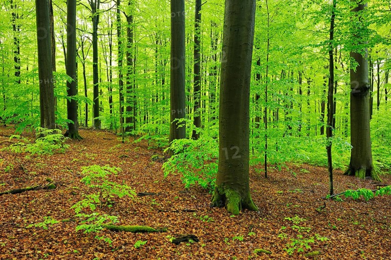 Huge old beech trees in spring