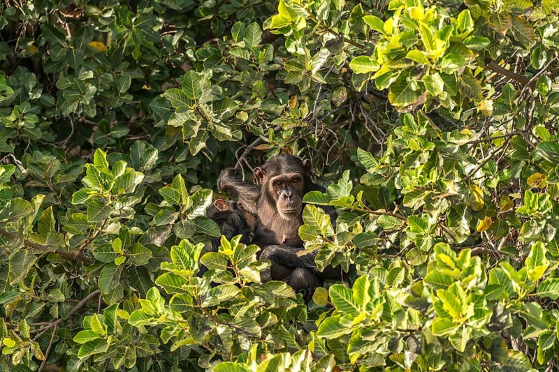 Female chimpanzee suckling her young