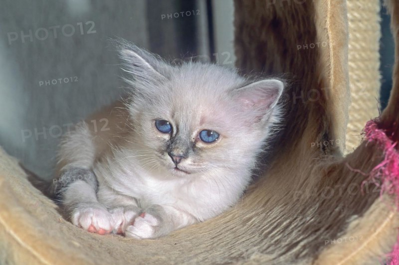 Birman felidae