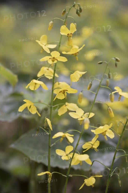 Elfflower