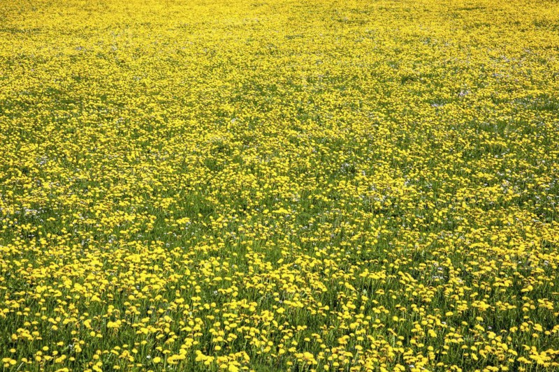 Meadow of flowering dandelion
