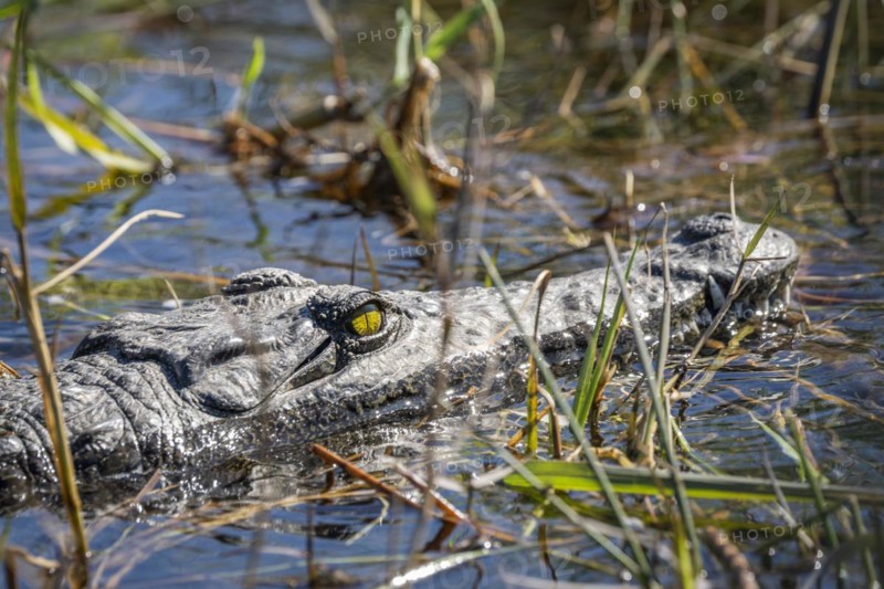 Nile crocodile