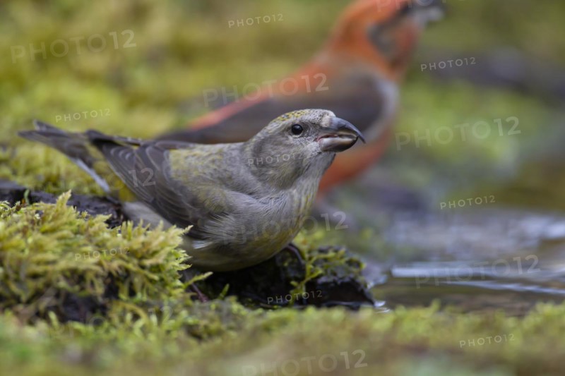 Common crossbill