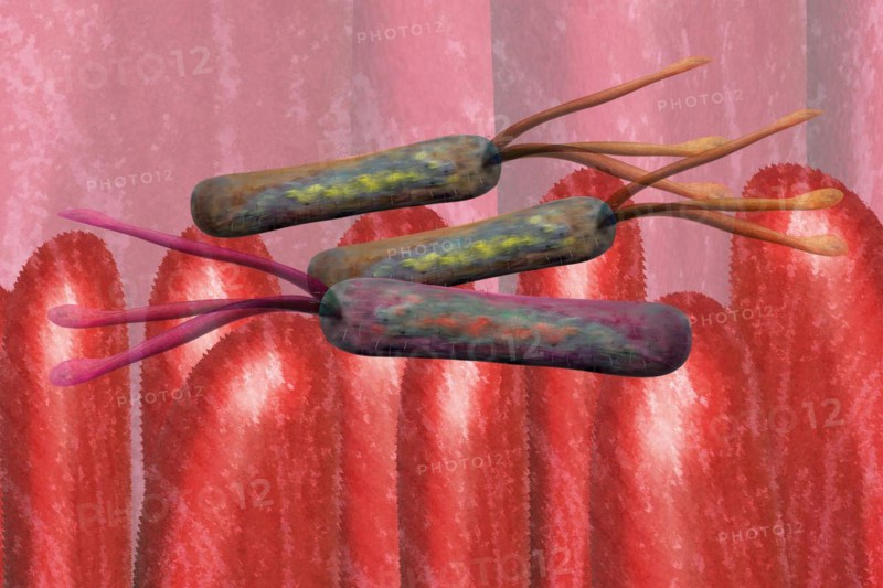 Illustration of bacteria on intestinal villi in the intestine The health-promoting intestinal bacteria produce